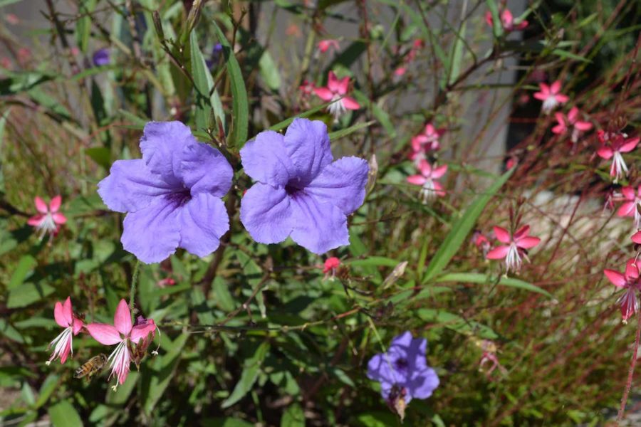 Rainbow Acres is a ranch living program for adults with developmental disabilities. Here is what some of them have to say.